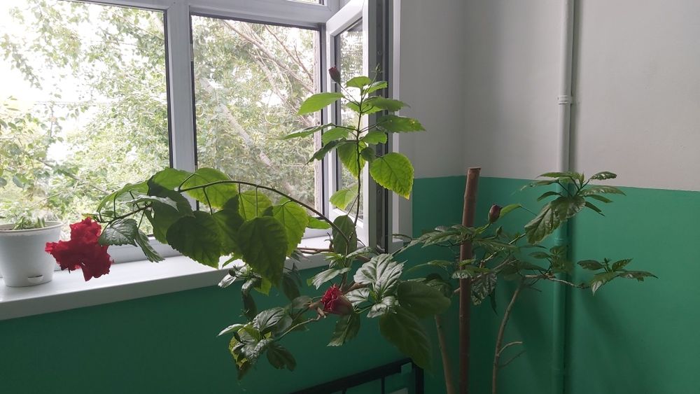 Роза цветок комнатный