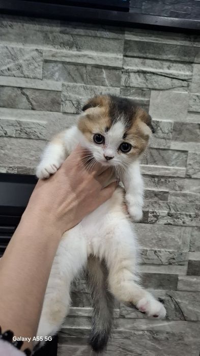 Вислоухие котята