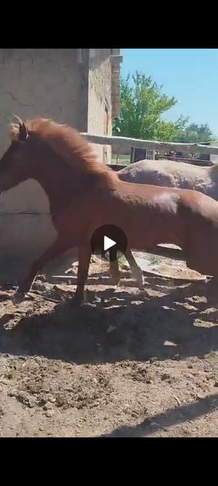 Срочно байталдар сатылады