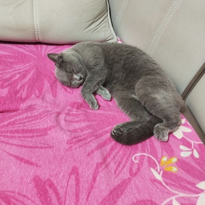 Породистая кошка британка девочка 150долларов .цена договорная.