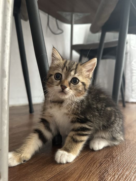Кошечка породистая
