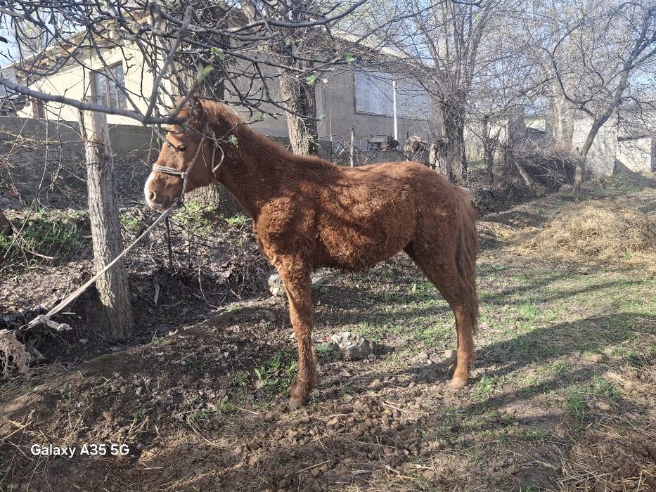 1жасар таи болшагы бар таи