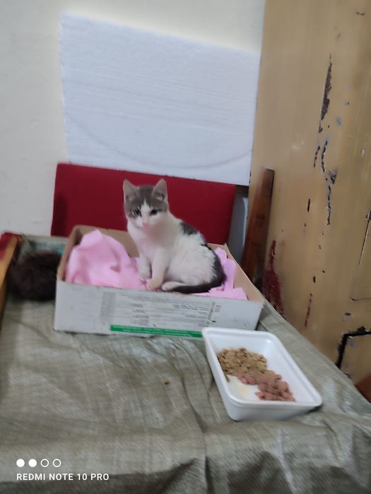 Отдам котенка в добрые руки