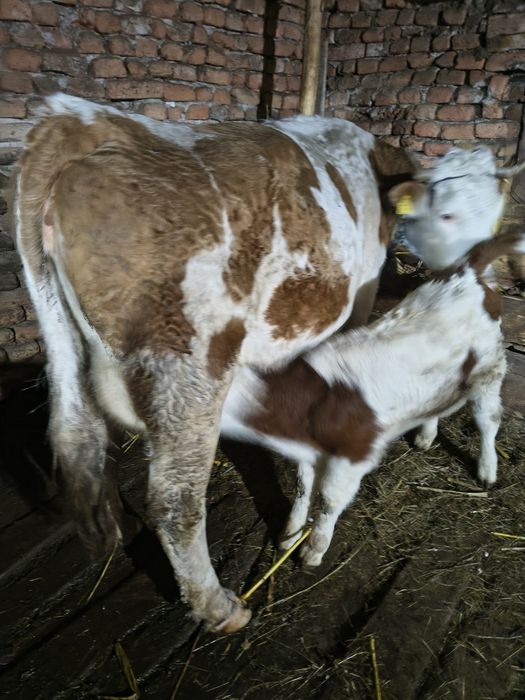 Vacă cu vițel de 4 săptămâni,fătată