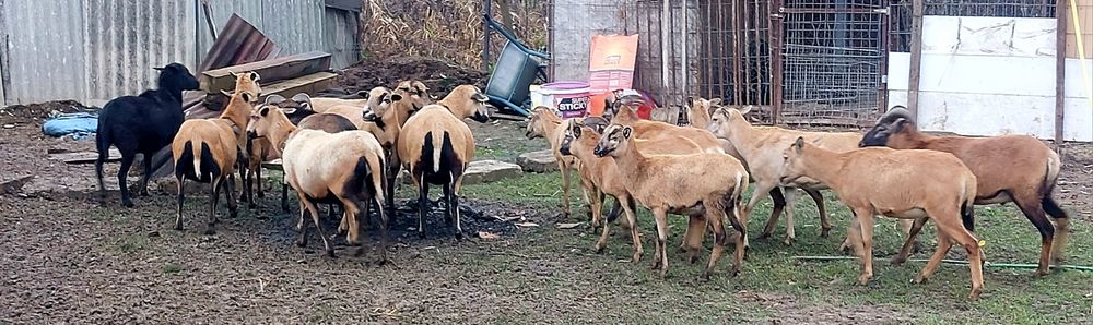 Vand oi camerun rasa pura genă tată mulfon