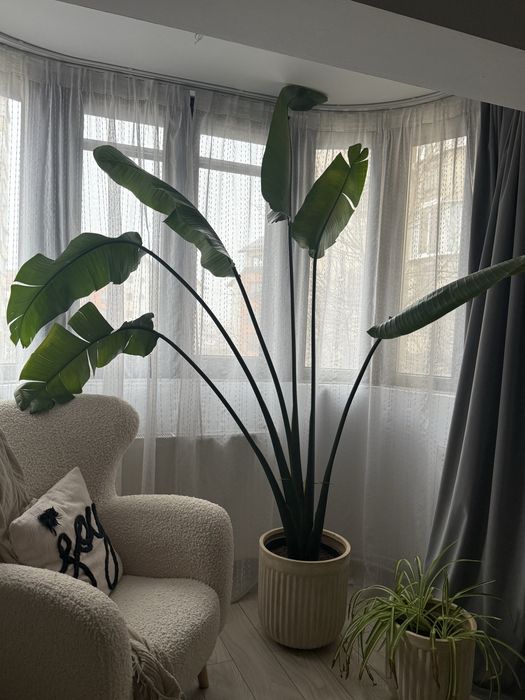 Planta Strelitzia Nicolai