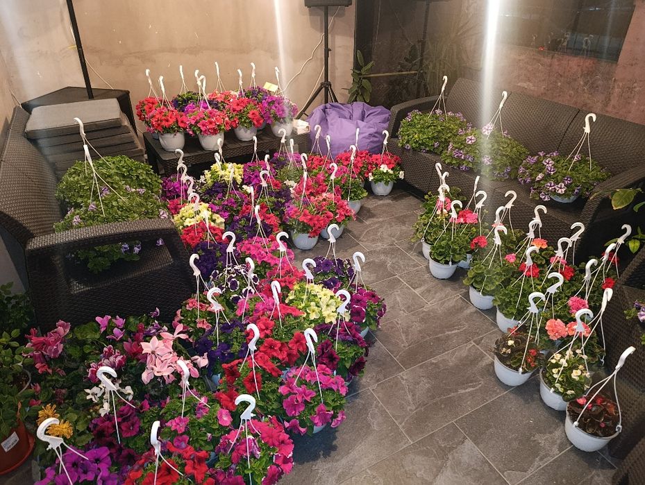 Petunia și mușcate de vânzare