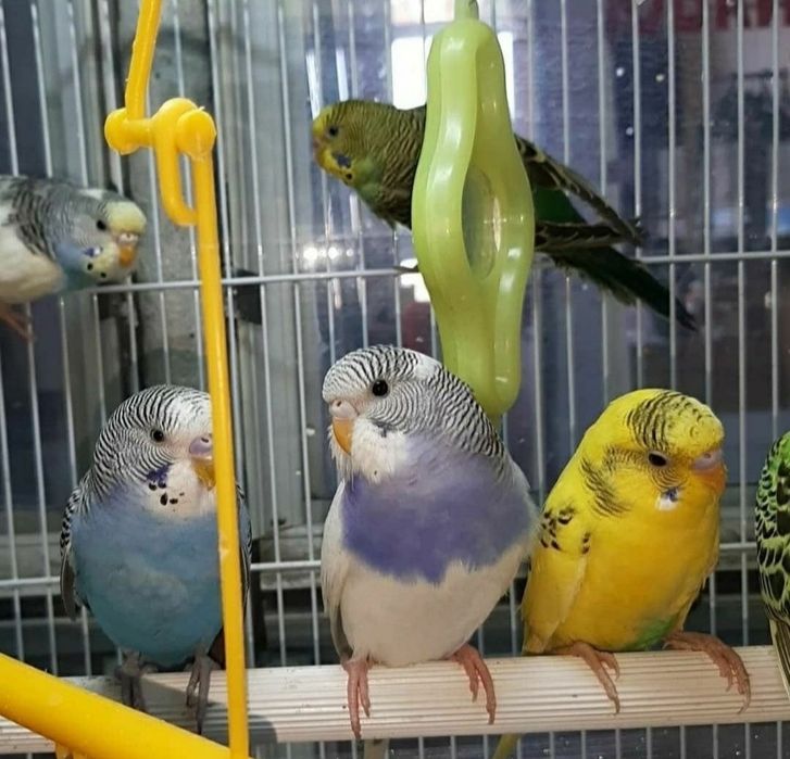 Волнистые попугайчики