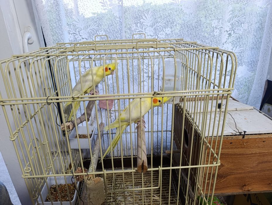 Vând 2 papagali nimfă+cușcă 650