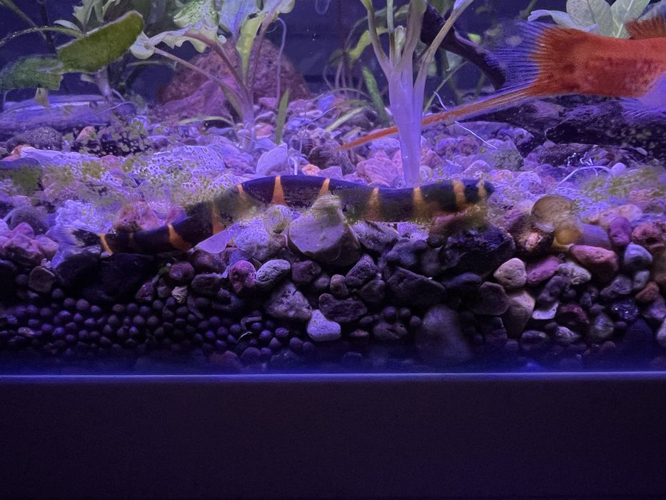 Аквариум 70 л, полный комплект