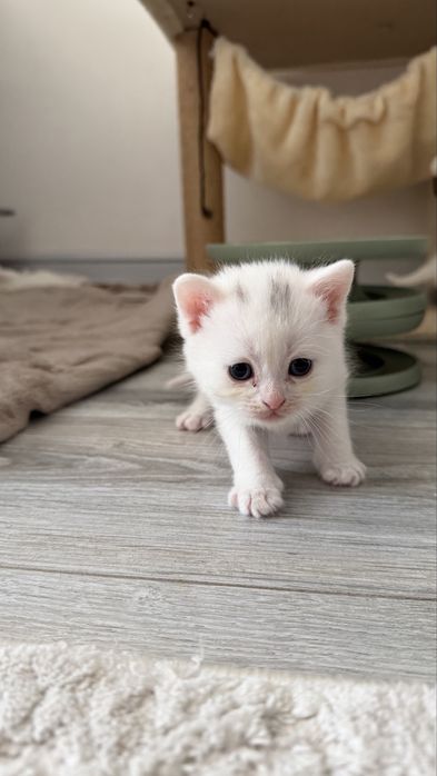 Шотлагдские котята