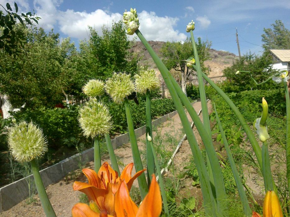 продам дачу, первая береговая линия