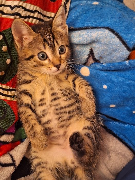 Отдам котят бесплатно