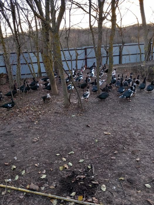 Vand Rate lesesti 60 ron