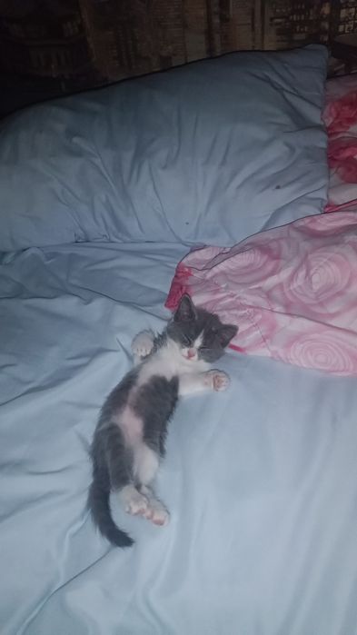 Отдам котенка,Маргау.Мысык