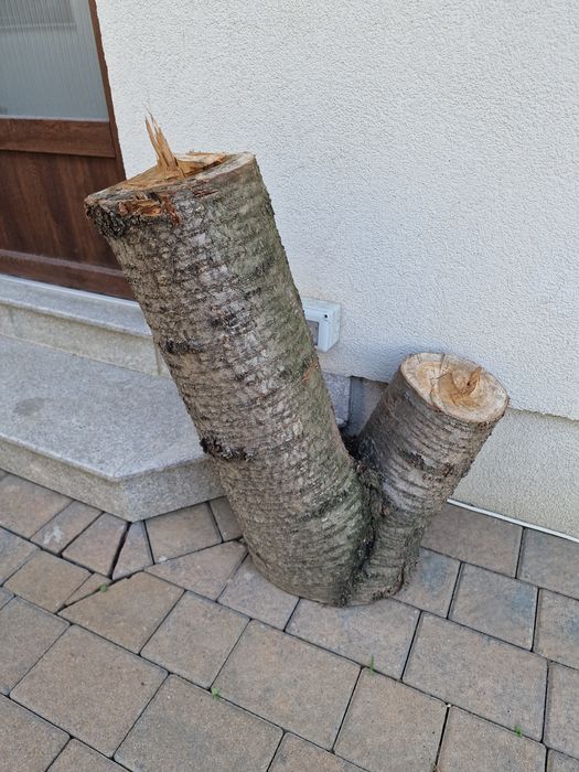 Rădăcină de cireș+ 5 butuci mari