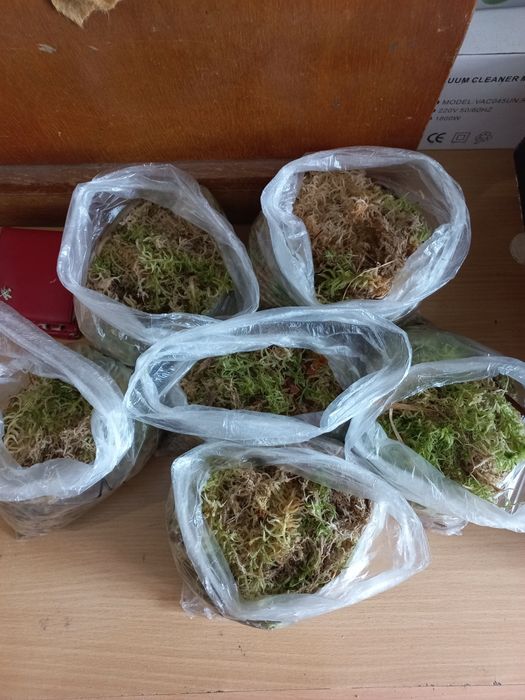 Продам живой мох сфагнум для цветов и улиток