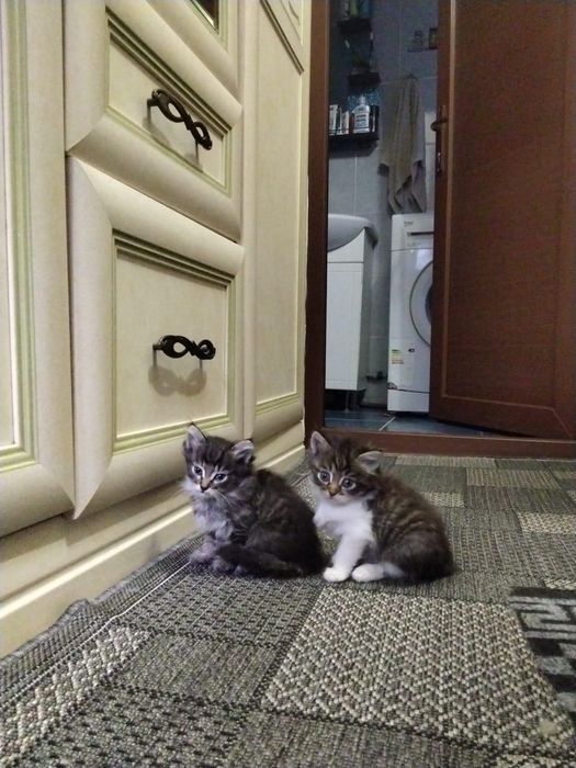Отдам котят в добрые руки