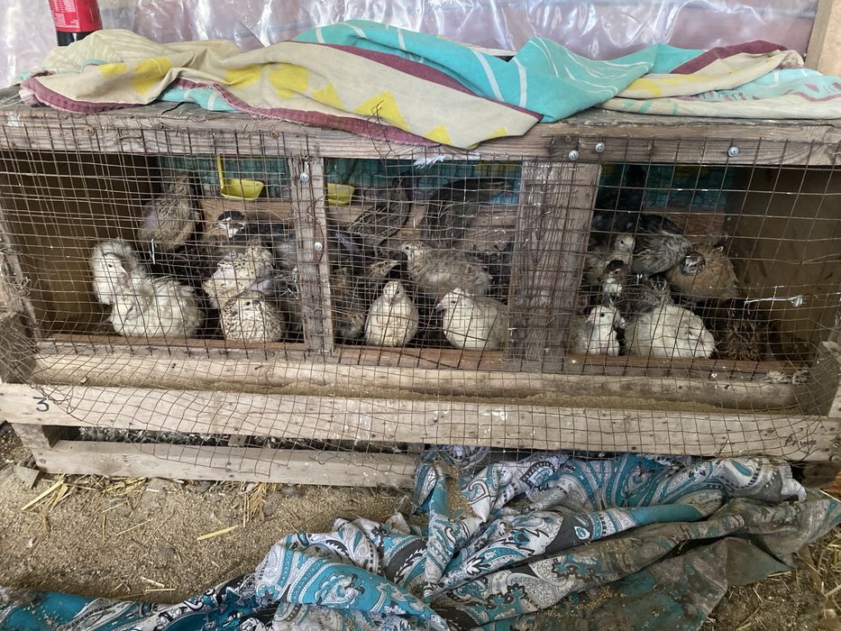 продаются перепелки несушки