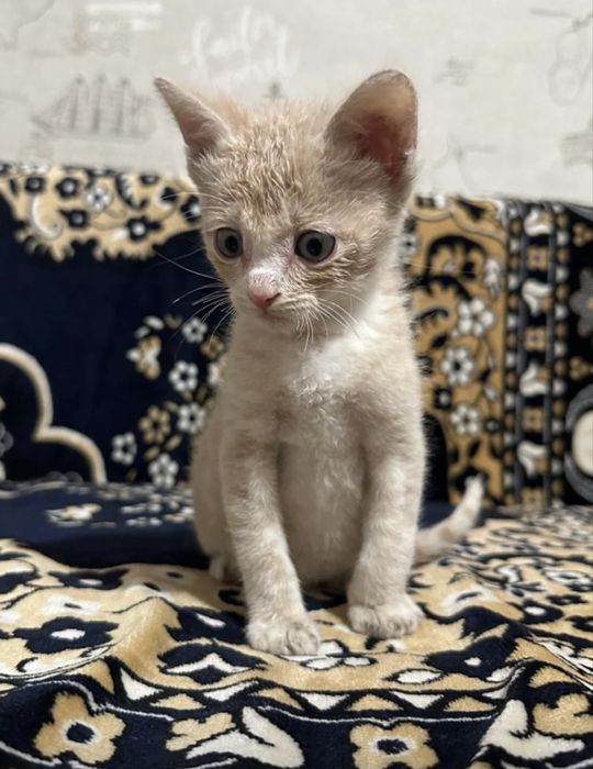 Рыжики мальчики