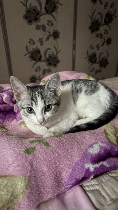 Отдам кошку бесплатно