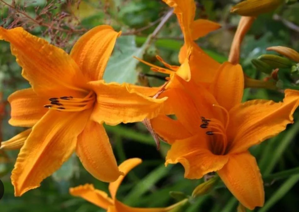 Продаю садовую рассаду