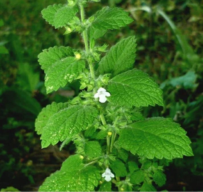 Продаются излишки своих садовых растений
Лютик - корешок 2000 сум
Брун