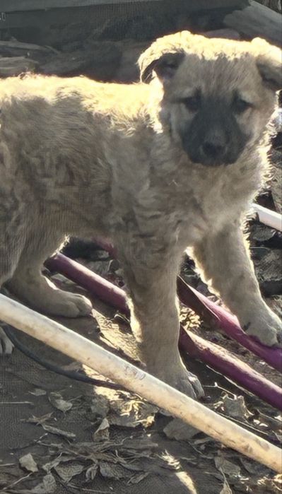 Щенок 2 месяца в добрые руки