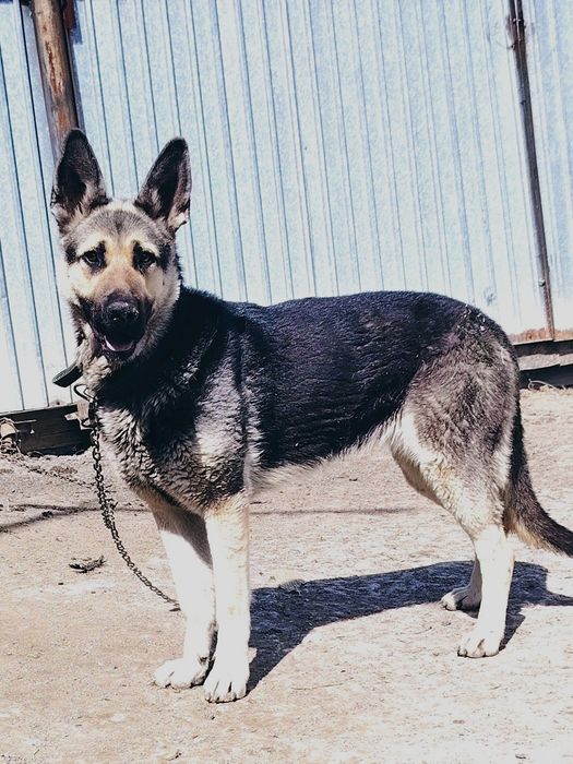 Продам щенков ВЕО