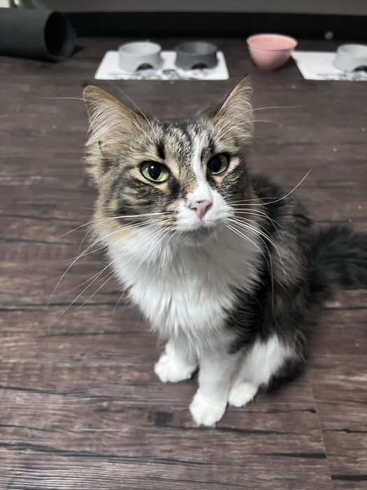 Гледане на домашни любимци