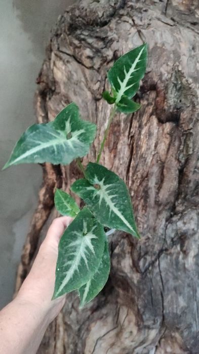 Сингониумы- растения комнатные