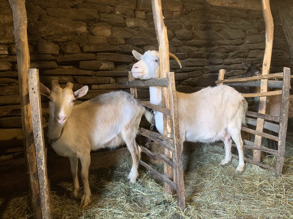 Vând iezi și capre alpine și nemțești și oi