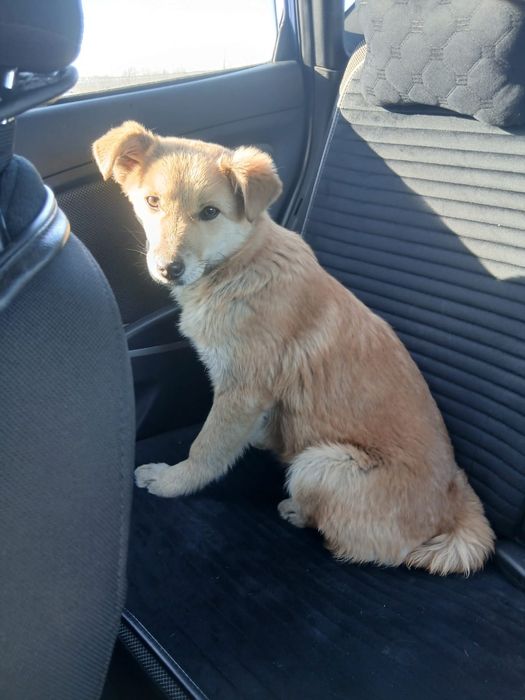 Щенок девочка 3 месяц