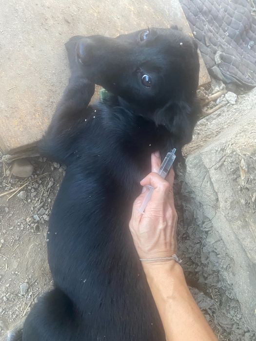 Щенки трёх месяцев ищут дом