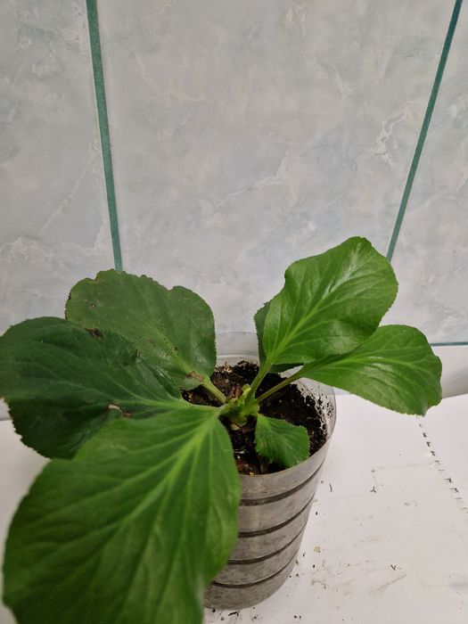 Plante pentru apartament pret mic