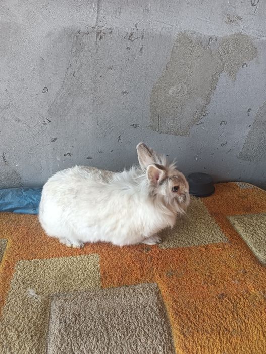 Vând iepuri  talie mare și mica