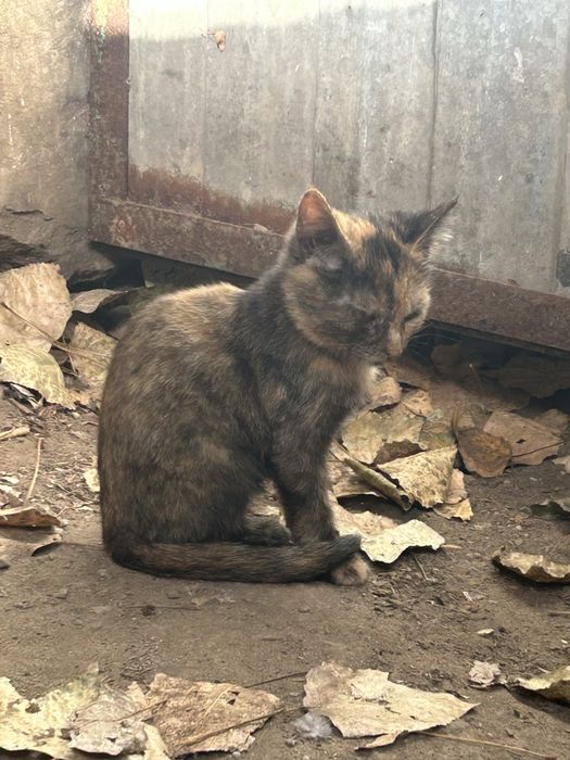 Кошечка примерно 2 -3 месяца
