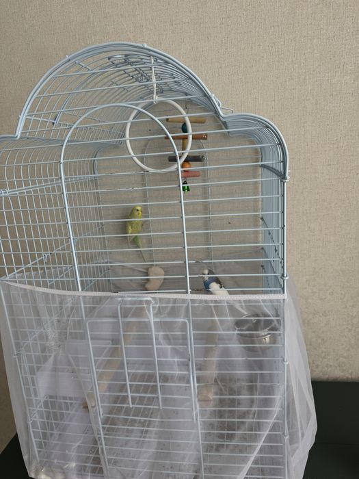 Попугаи волнистики