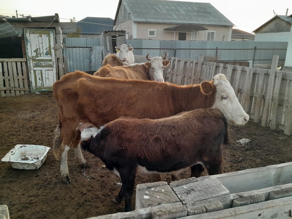 Бузаулы сиырлар сатылады