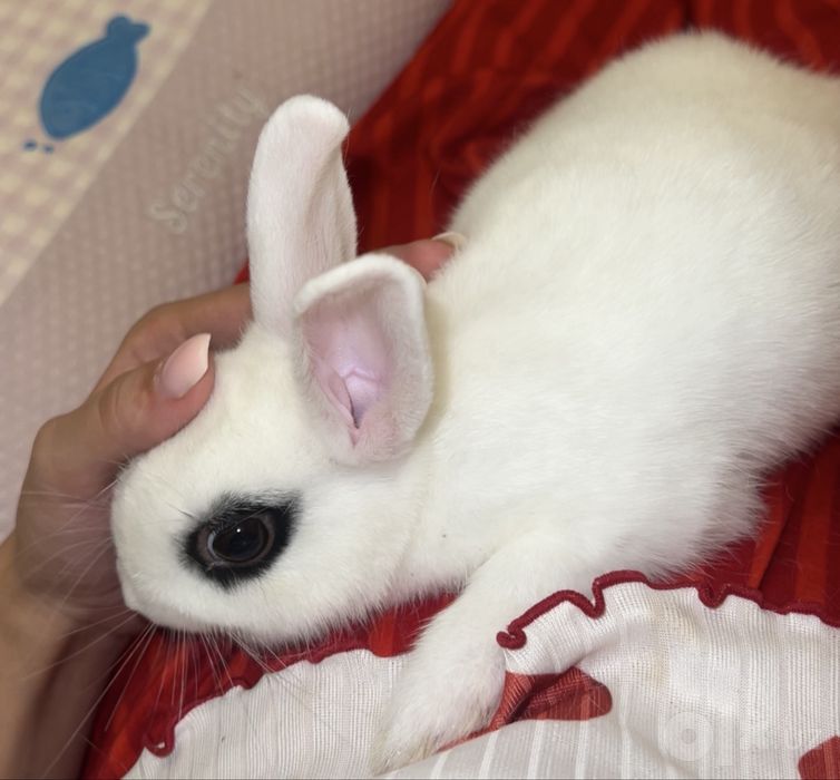 Hotot zotli quyon sotiladi