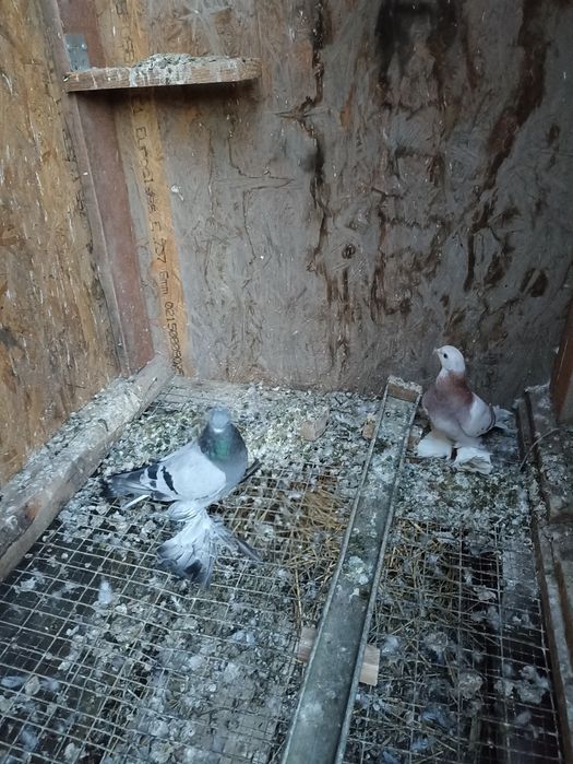 Продаются , сизые