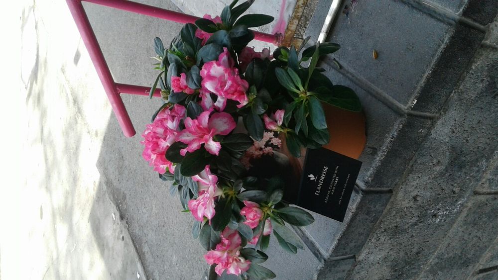 Продаем комнатные цветы