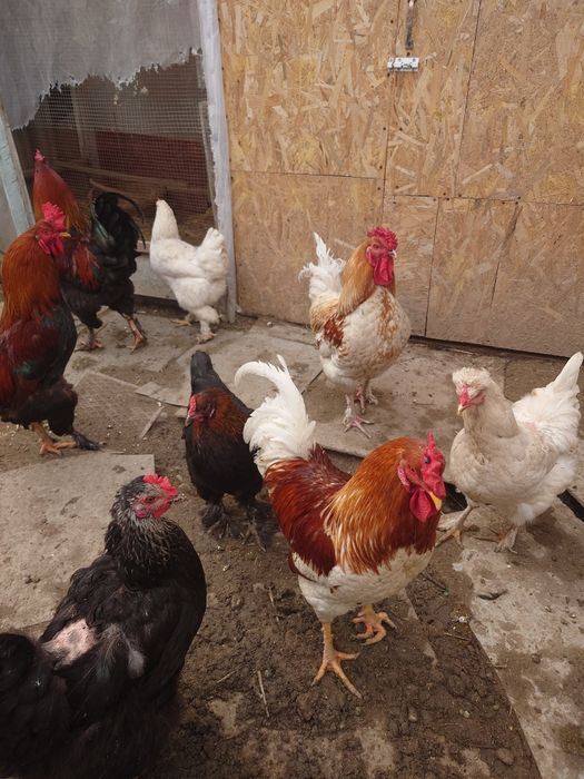 Продаются 3 петуха брама