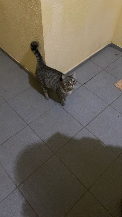 Кот в добрые руки