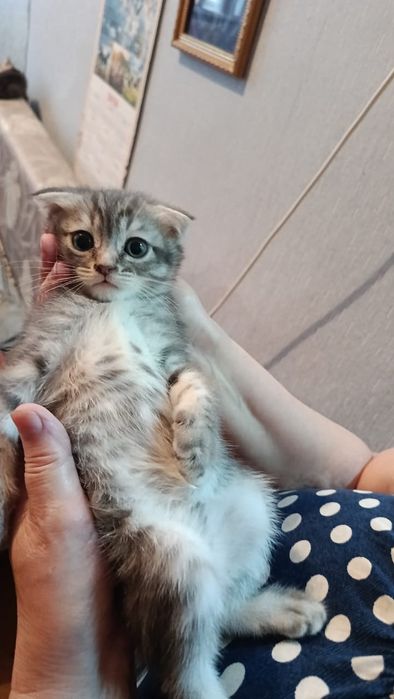 Отдам котят в добрые руки, и кошечку(маму)