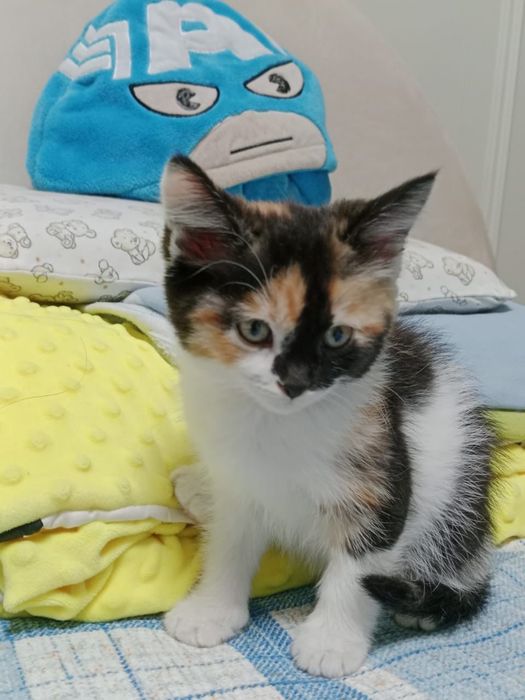 Подарю прекрасную воспитанную кошечку 6 мес (23 марта исполнится 6 мес