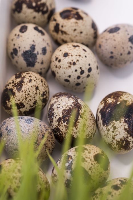 Действующий бизнес. СПК.