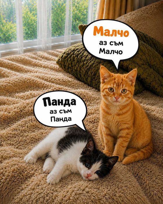 Котенца си търсят дом