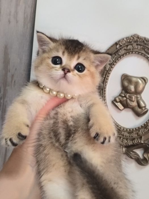 Котята от правильной вязки