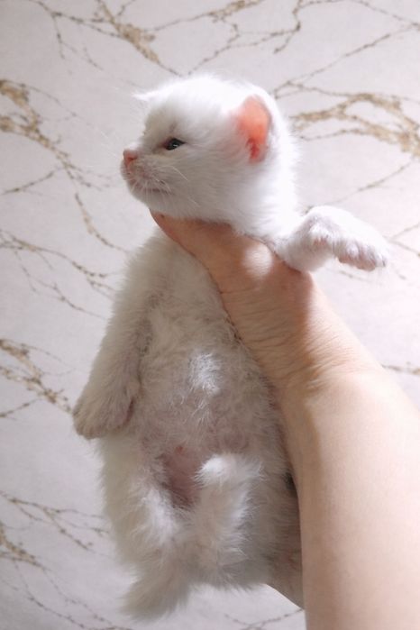 Милейшие котята Мейн Кун